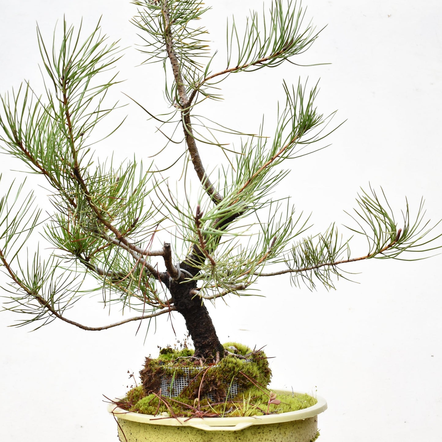 PINO MURAYANA (Pino Contorta Var. Murrayana) – Bonsai Patagonia