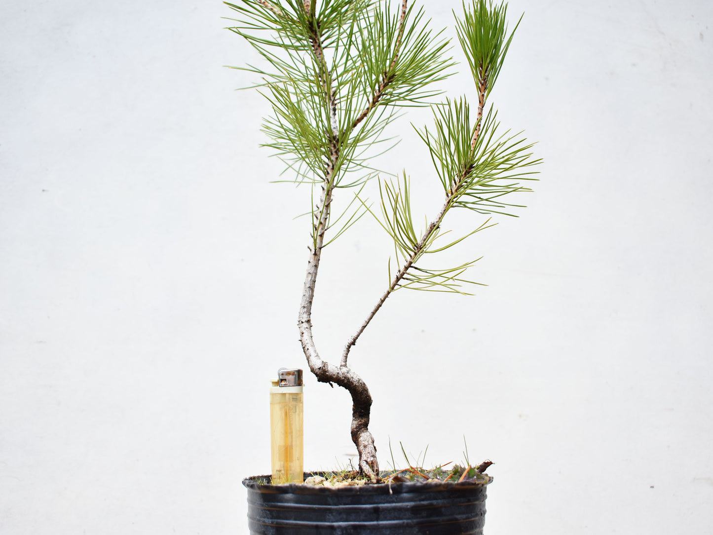 PINO NEGRO (Pinus Thumbergii)