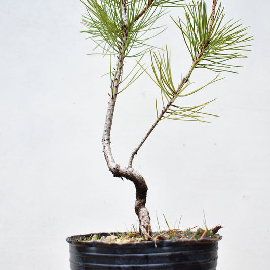 PINO NEGRO (Pinus Thumbergii)