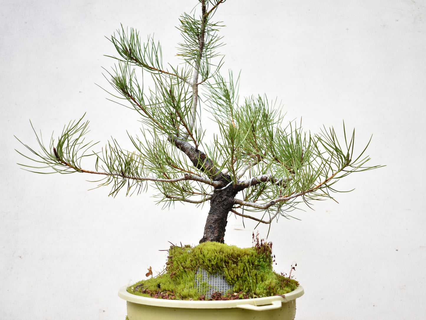 PINO MURAYANA (Pino Contorta Var. Murrayana) – Bonsai Patagonia