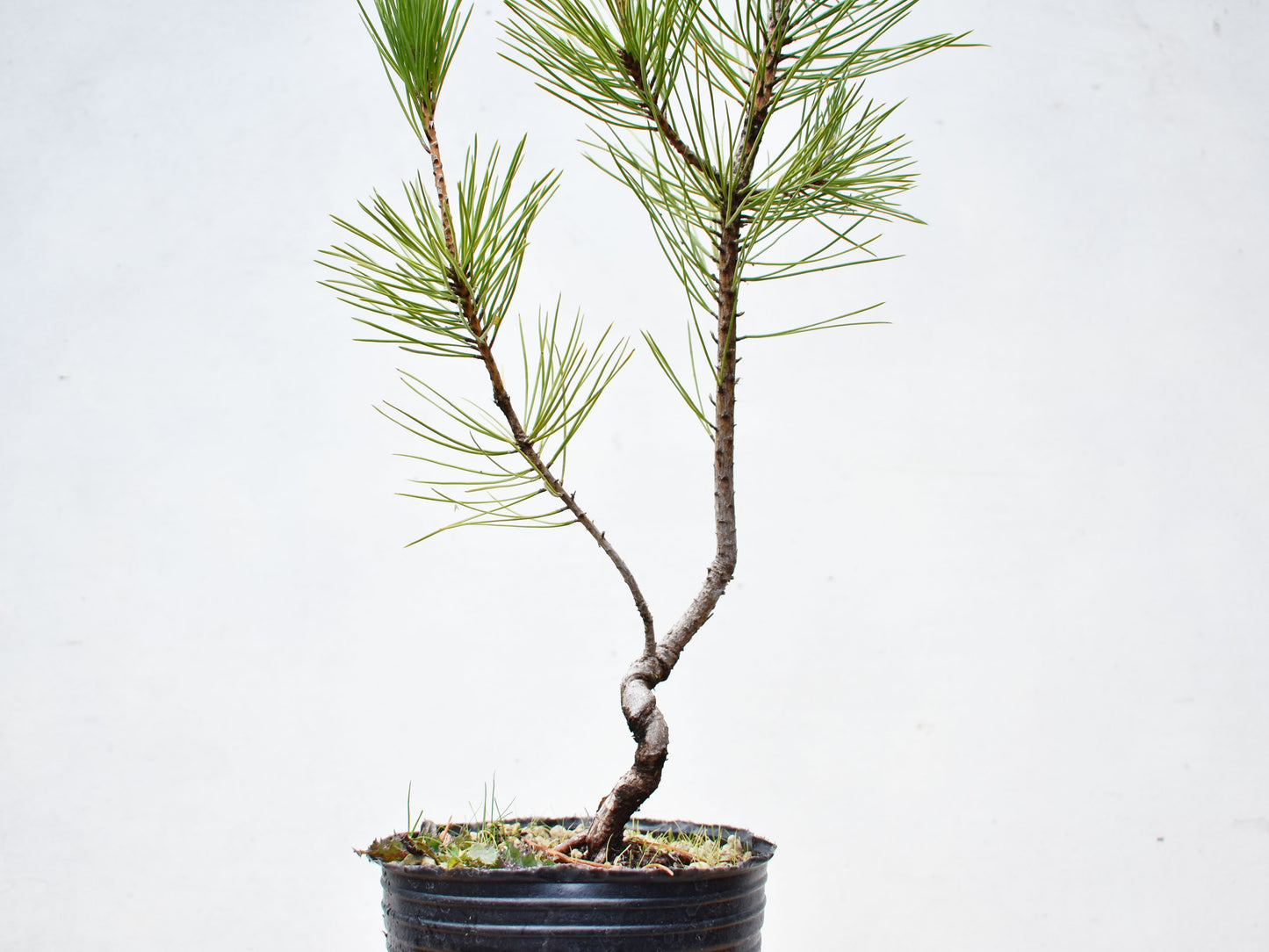 PINO NEGRO (Pinus Thumbergii)