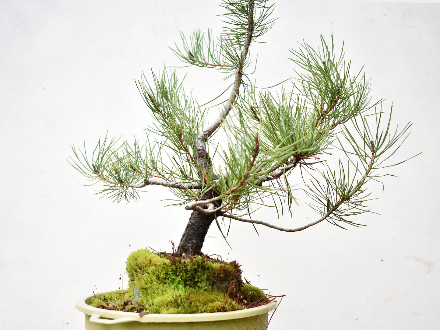 PINO MURAYANA (Pino Contorta Var. Murrayana) – Bonsai Patagonia