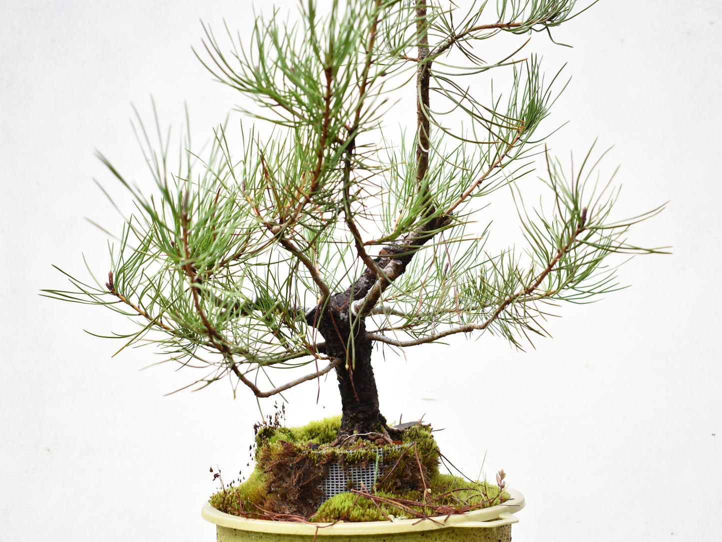 PINO MURAYANA (Pino Contorta Var. Murrayana) – Bonsai Patagonia