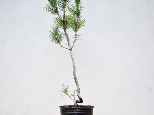 PINO NEGRO (Pinus Thumbergii)