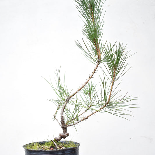 PINO NEGRO (Pinus Thumbergii)