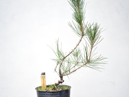 PINO NEGRO (Pinus Thumbergii)