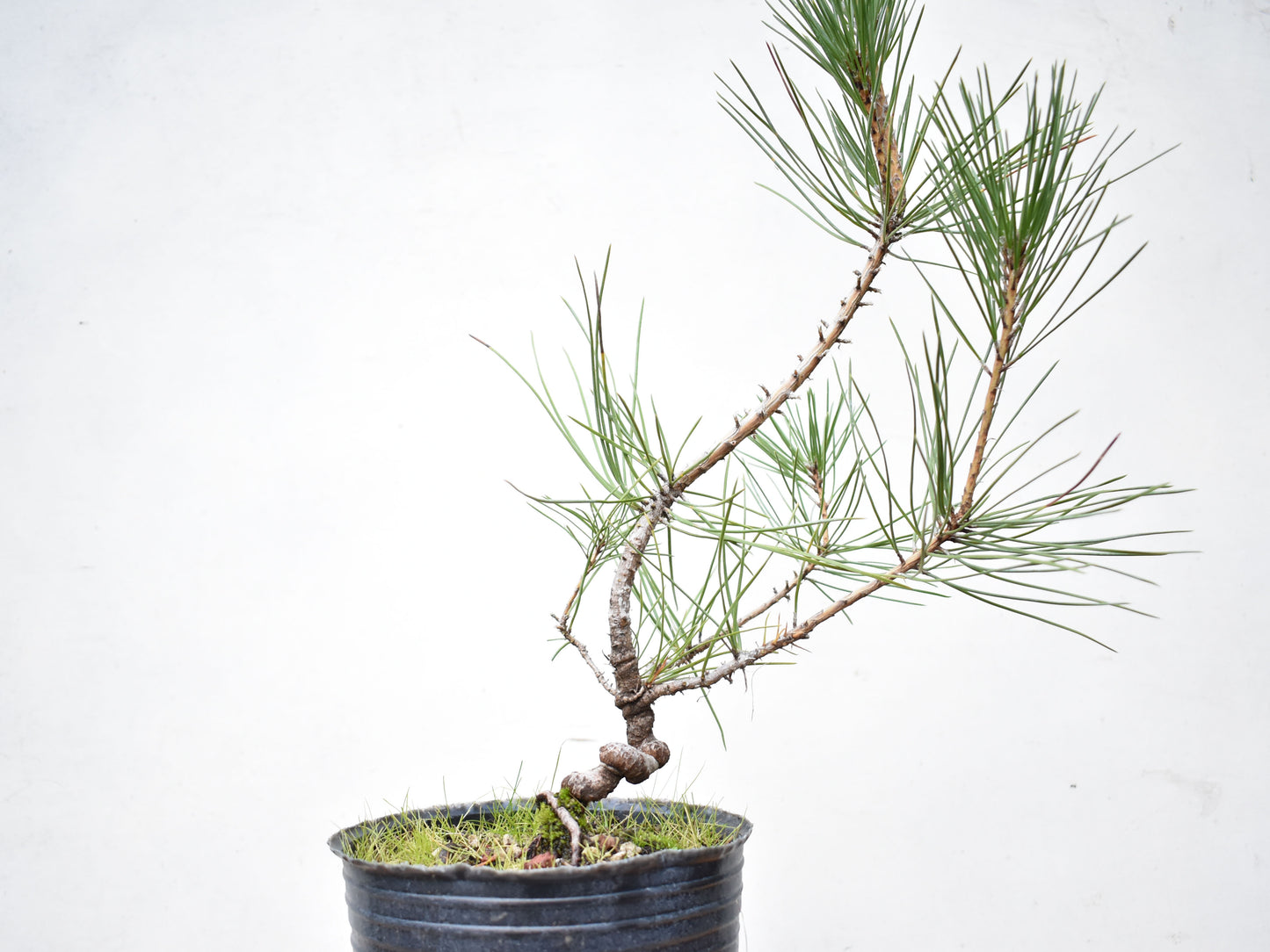 PINO NEGRO (Pinus Thumbergii)