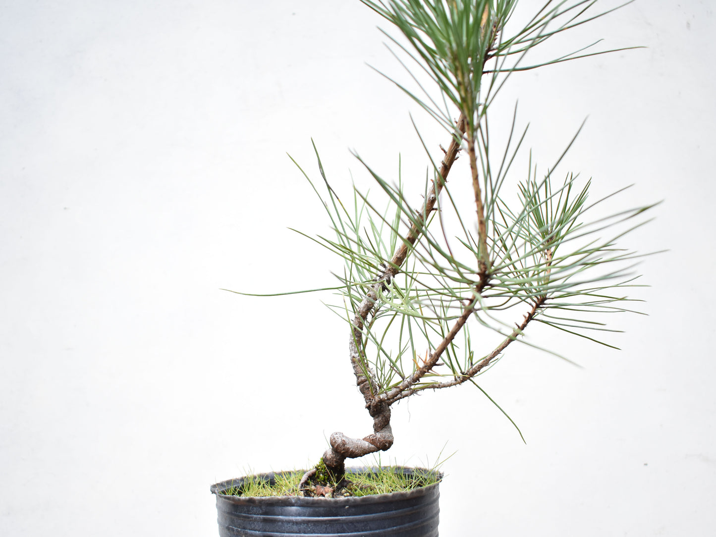 PINO NEGRO (Pinus Thumbergii)