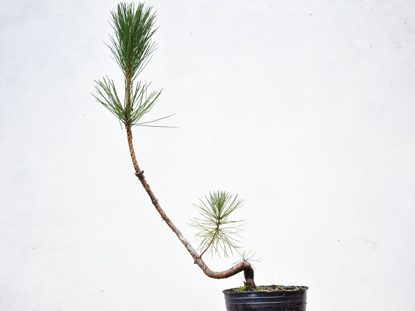 PINO NEGRO (Pinus Thumbergii)