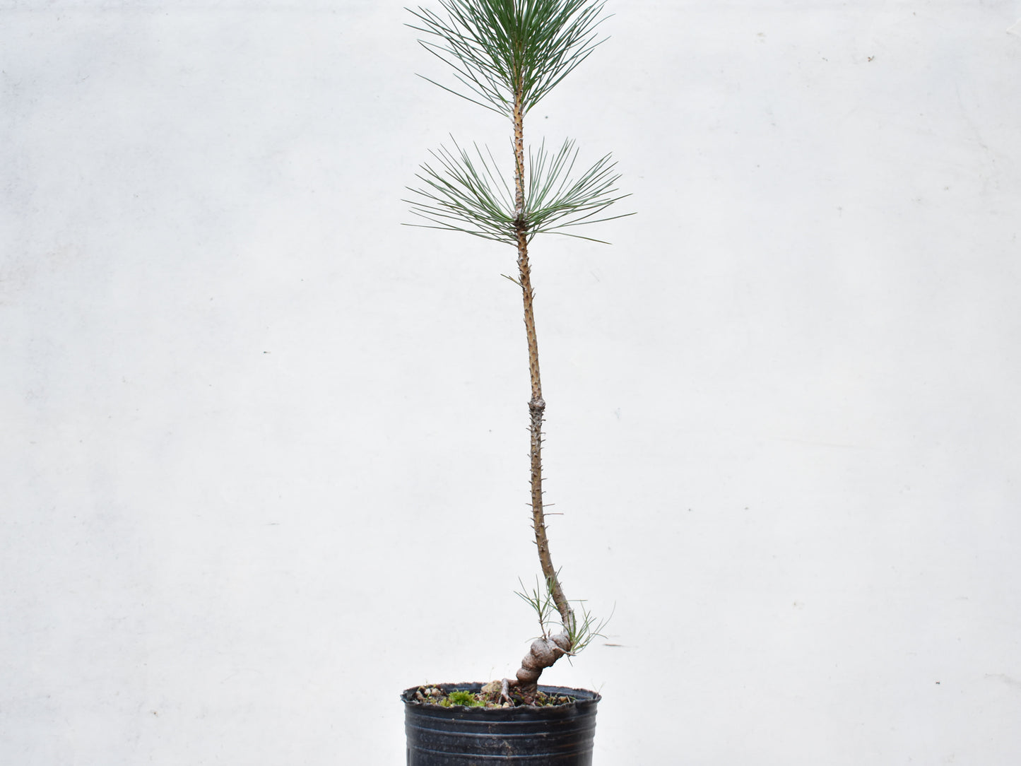 PINO NEGRO (Pinus Thumbergii)