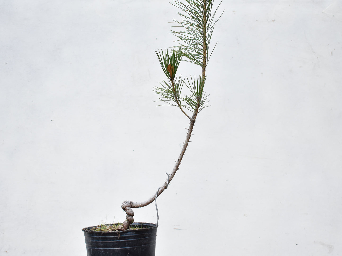 PINO NEGRO (Pinus Thumbergii)