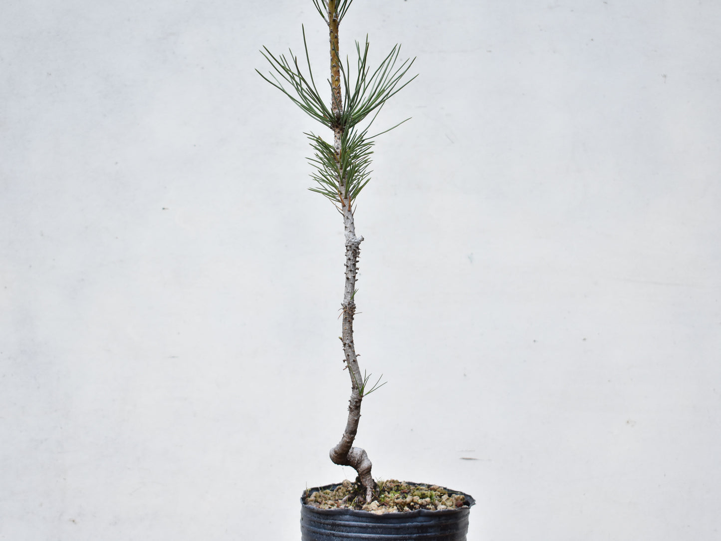 PINO NEGRO (Pinus Thumbergii)