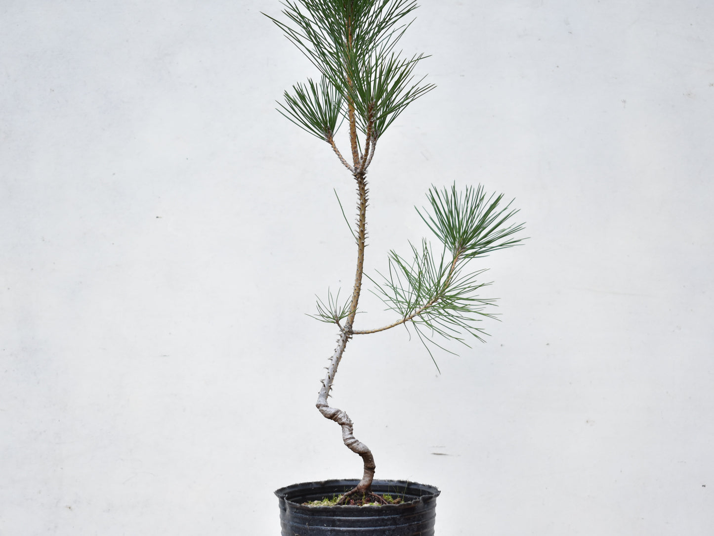 PINO NEGRO (Pinus Thumbergii)