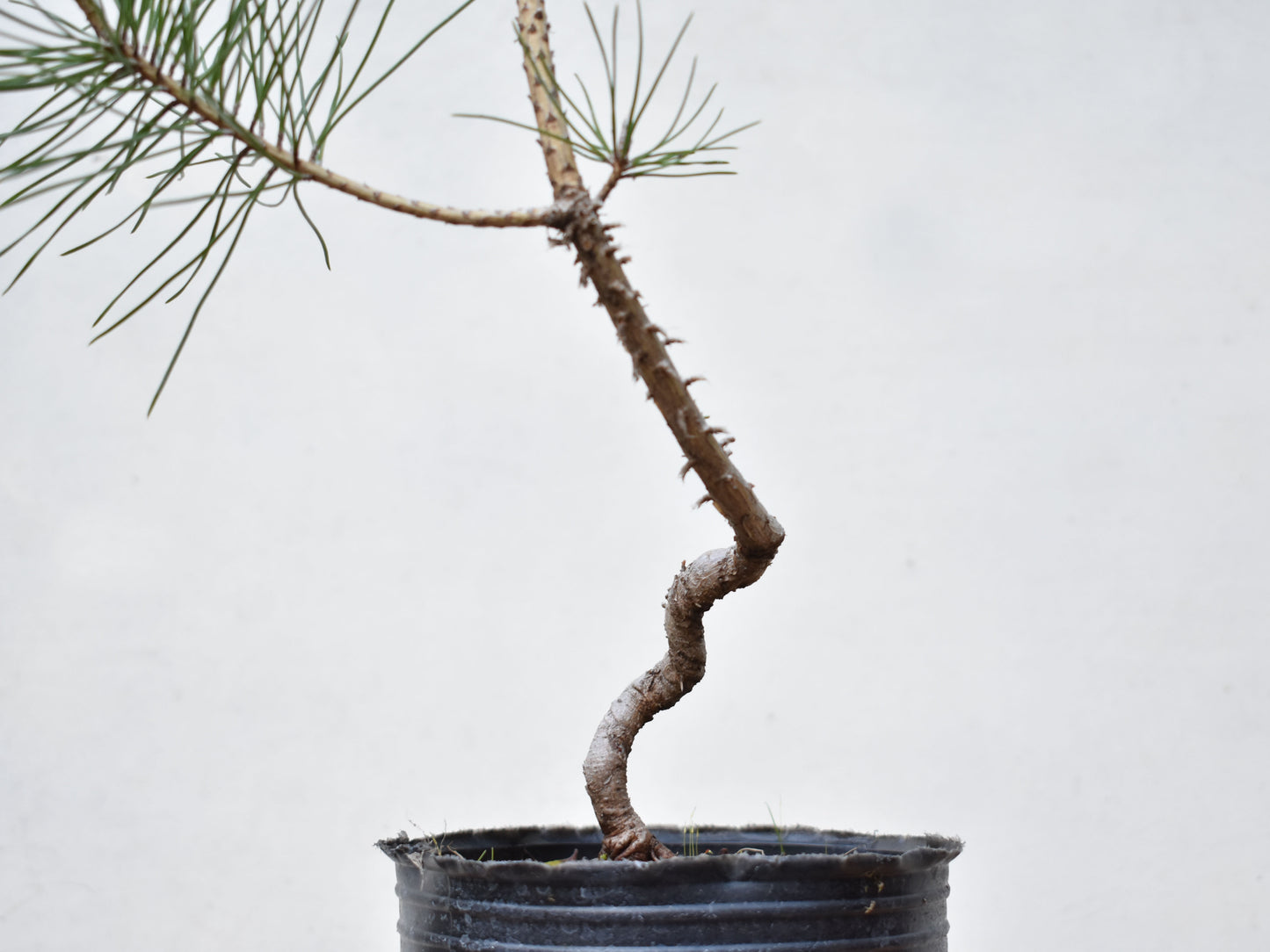 PINO NEGRO (Pinus Thumbergii)