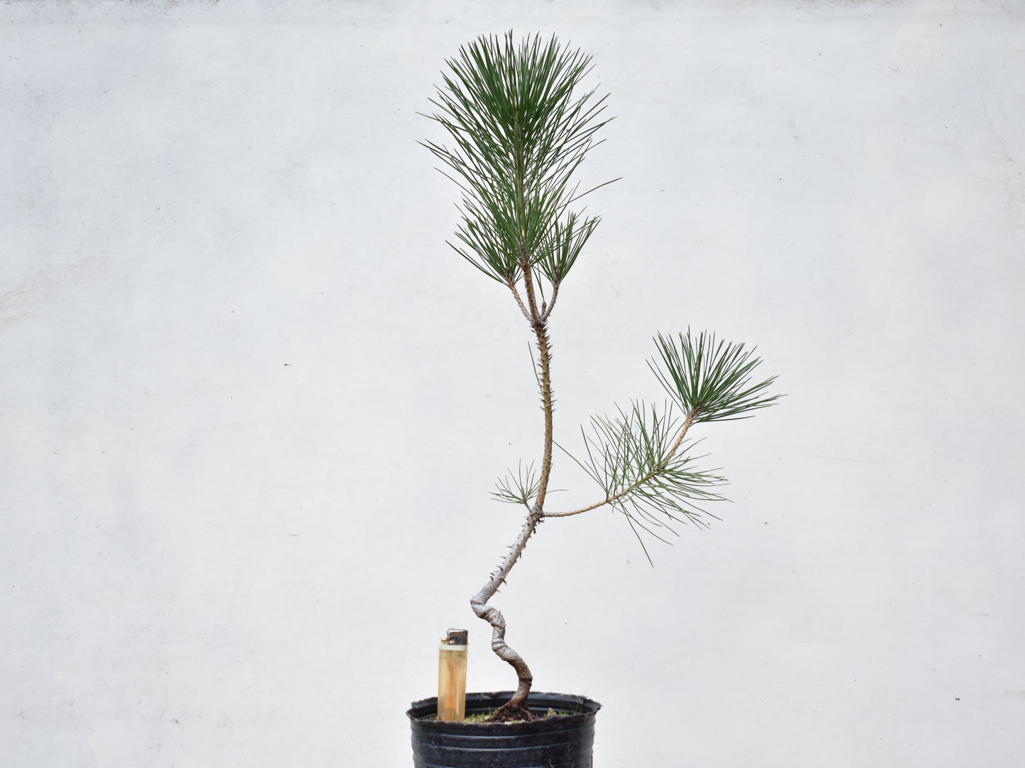 PINO NEGRO (Pinus Thumbergii)