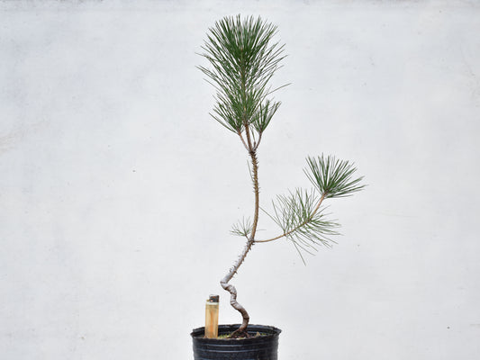 PINO NEGRO (Pinus Thumbergii)