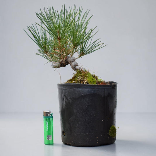 KUROMATSU (Pinus Thumbergii)