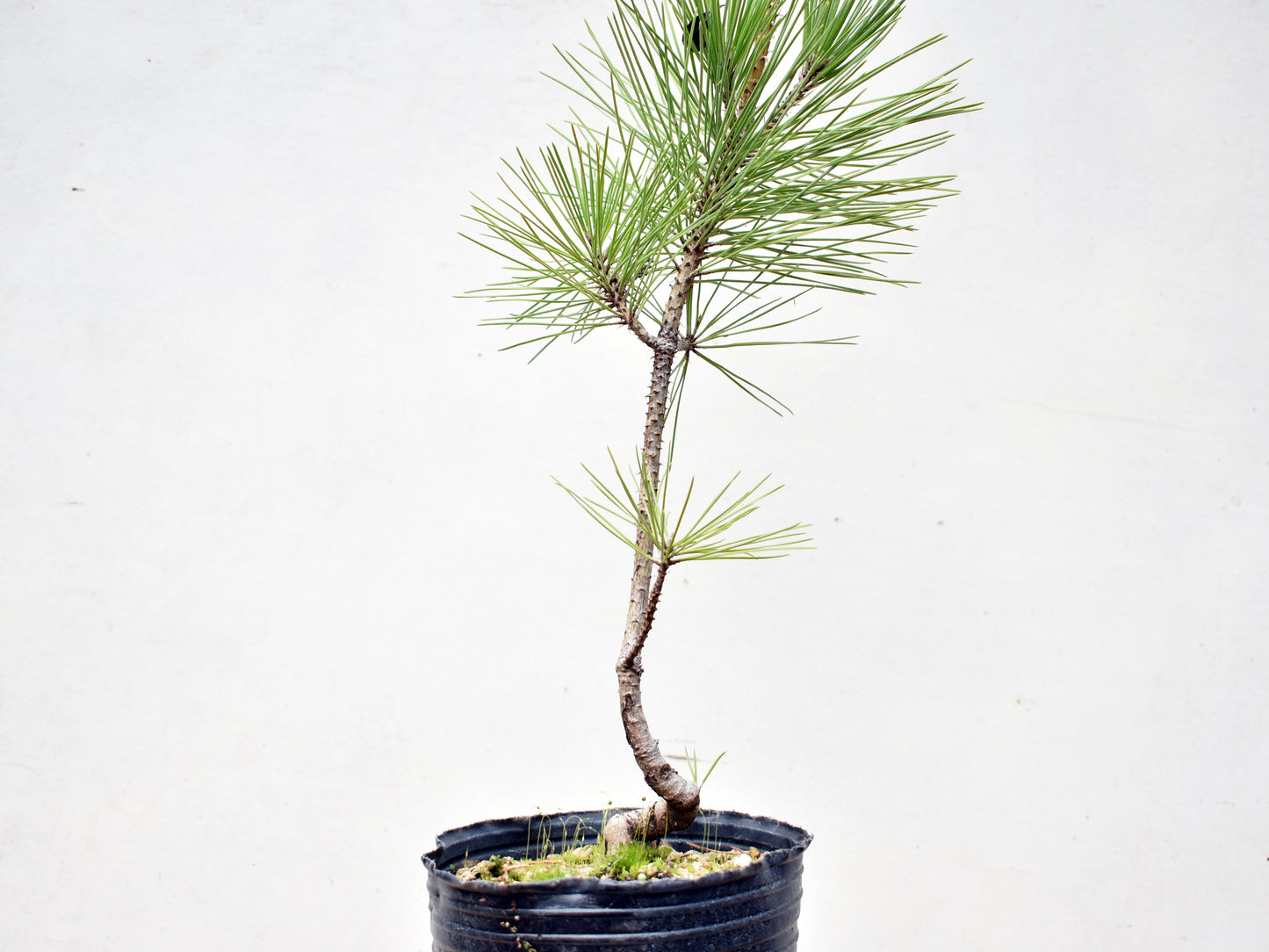 PINO NEGRO (Pinus Thumbergii)