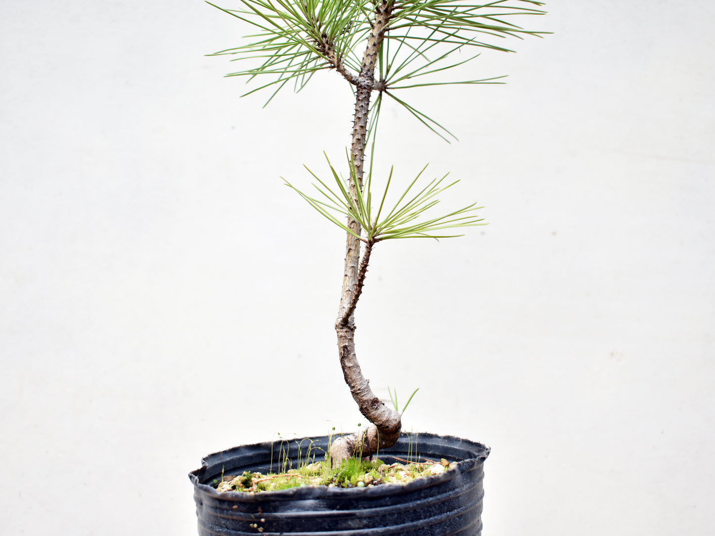 PINO NEGRO (Pinus Thumbergii)