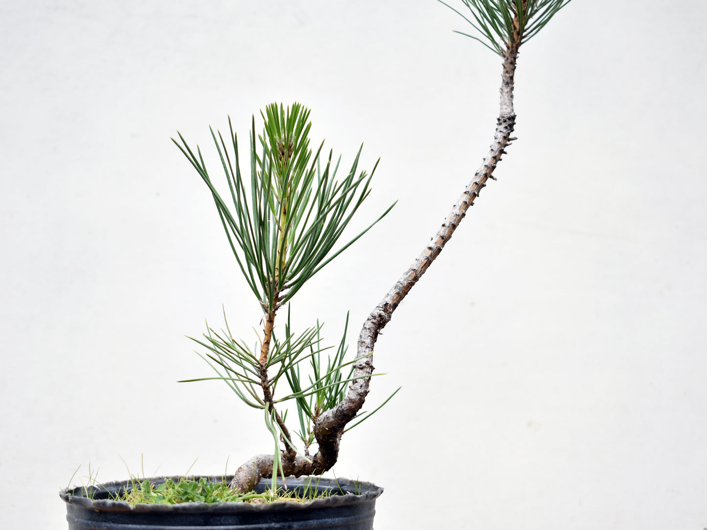 PINO NEGRO (Pinus Thumbergii)