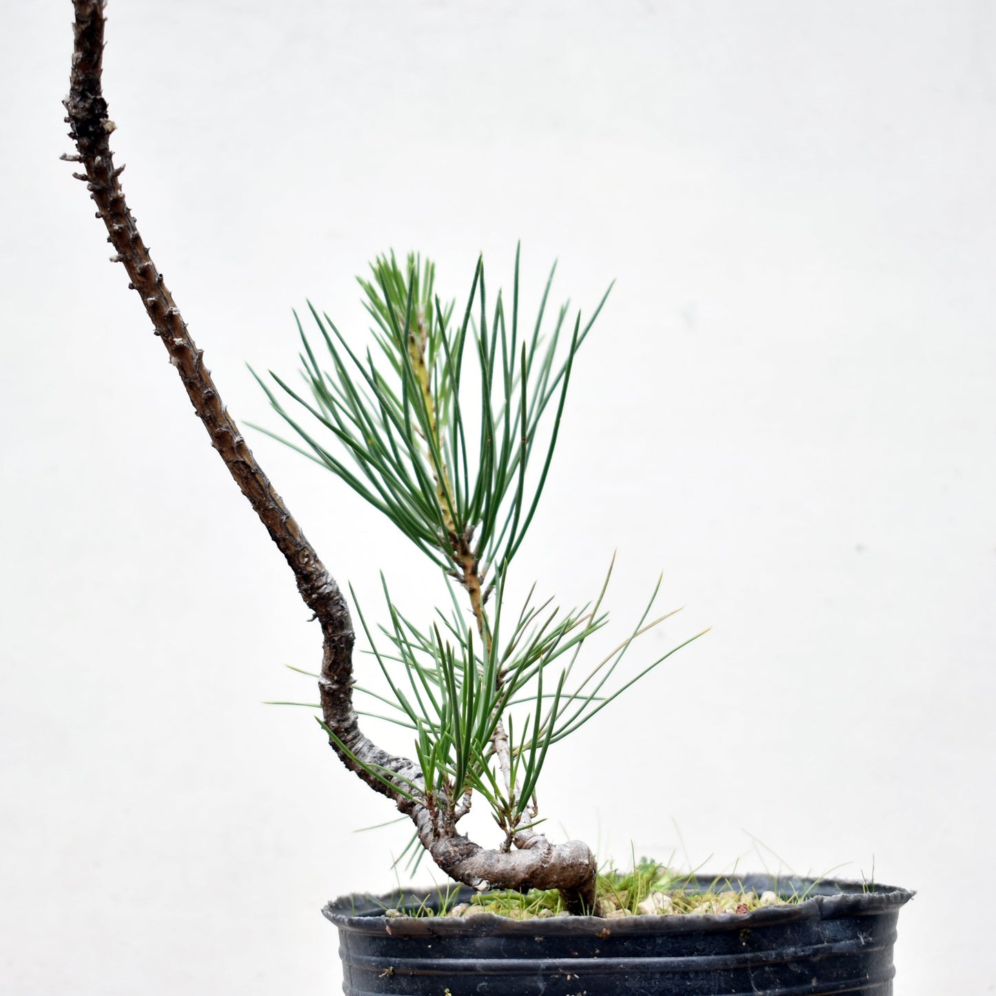 PINO NEGRO (Pinus Thumbergii)