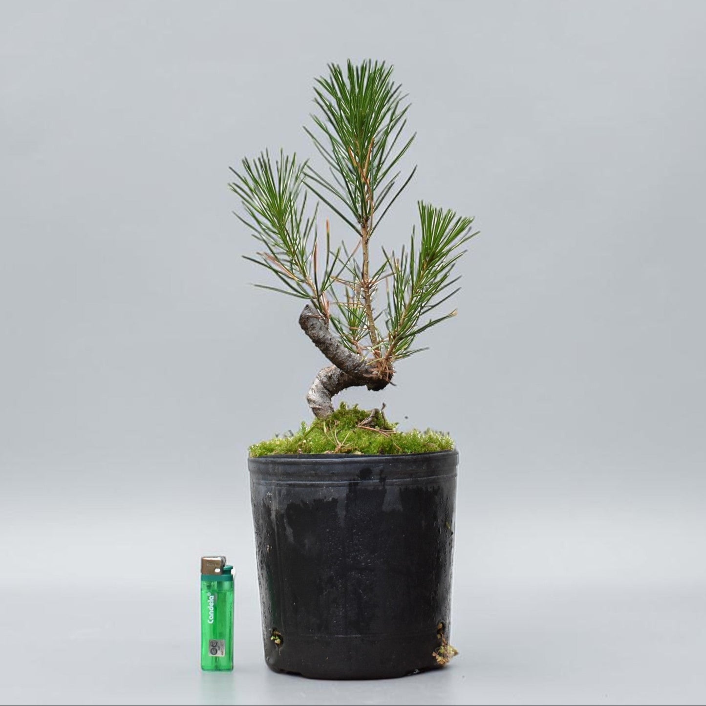 KUROMATSU (Pinus Thumbergii)