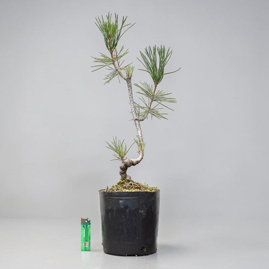 KUROMATSU (Pinus Thumbergii)