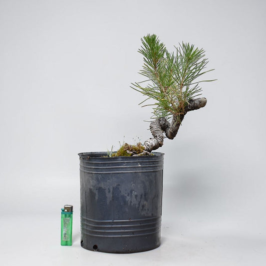 KUROMATSU (Pinus Thumbergii)