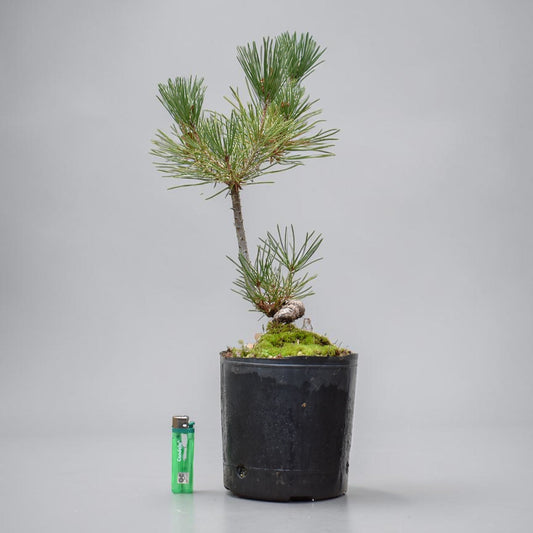 KUROMATSU (Pinus Thumbergii)