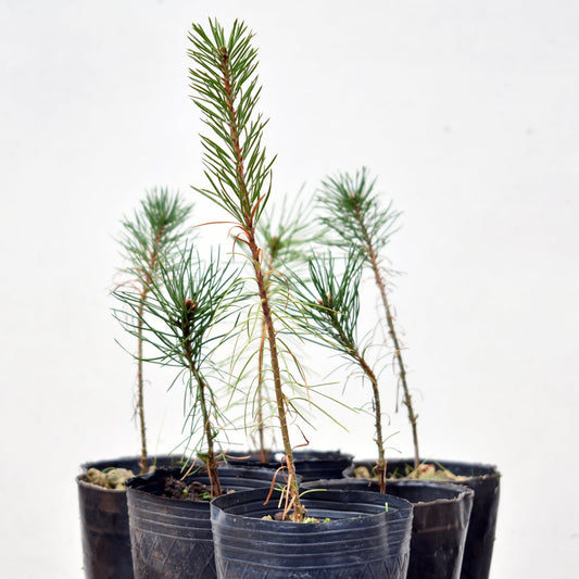 PINUS SYLVESTRIS