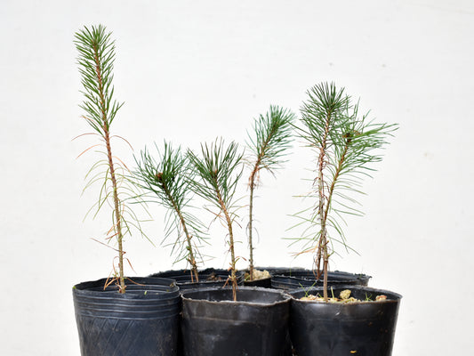 PINUS SYLVESTRIS