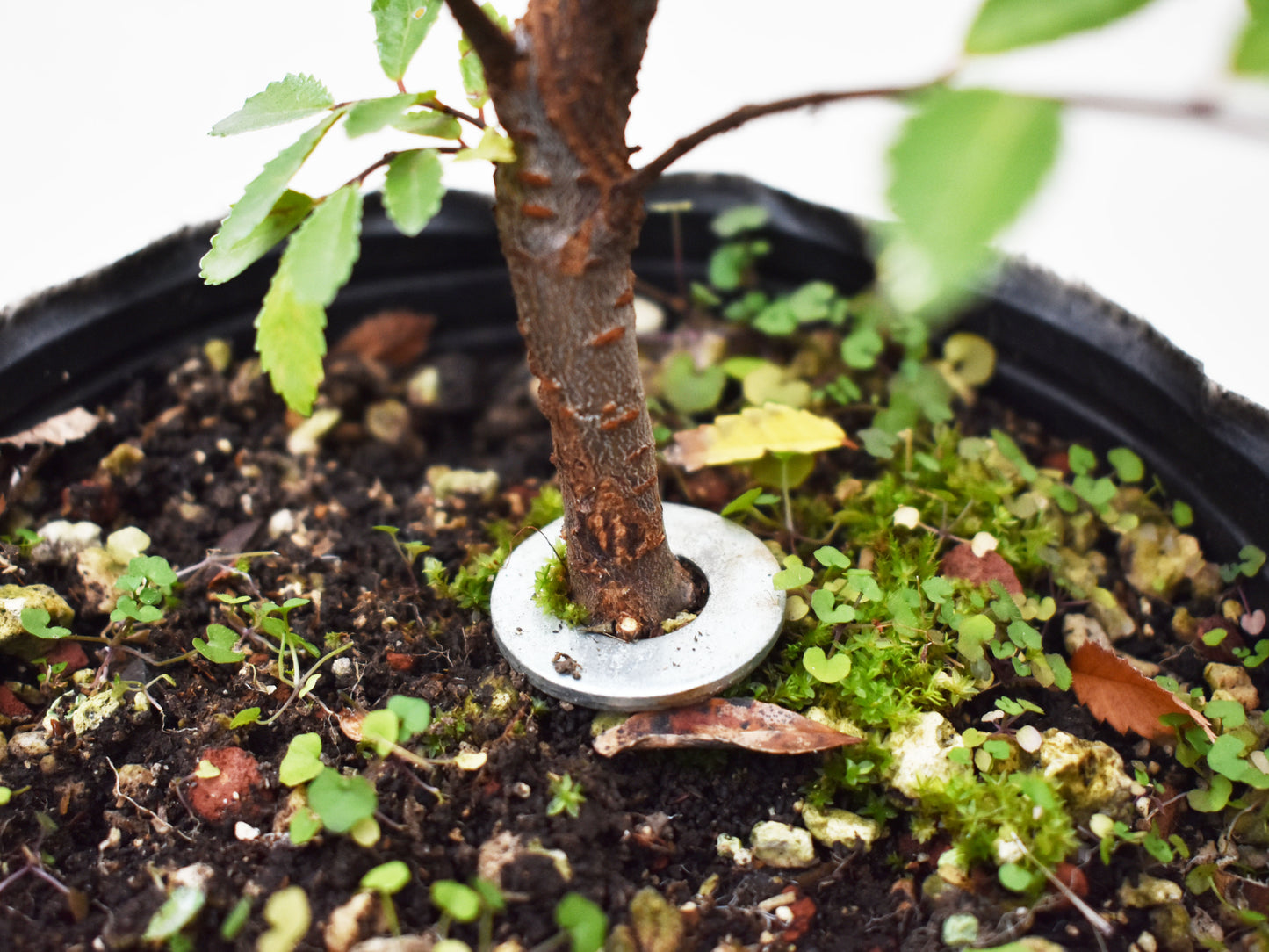 OLMO CHINO (Ulmus Parvifolia)