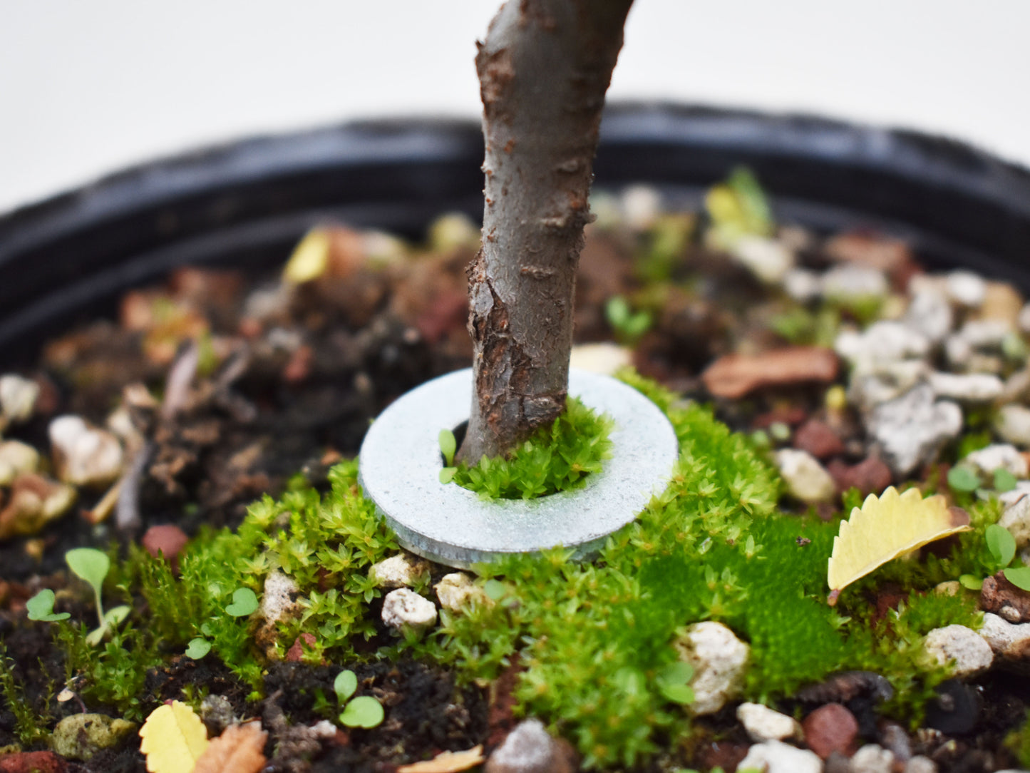 OLMO CHINO (Ulmus Parvifolia)