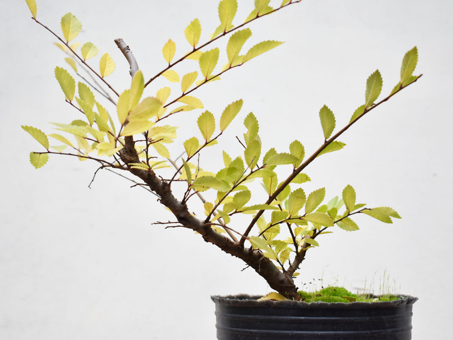 OLMO CHINO (Ulmus Parvifolia)