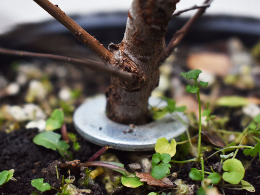 OLMO CHINO (Ulmus Parvifolia)