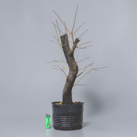 CIRUELO SALVAJE (Prunus Cerasfera)