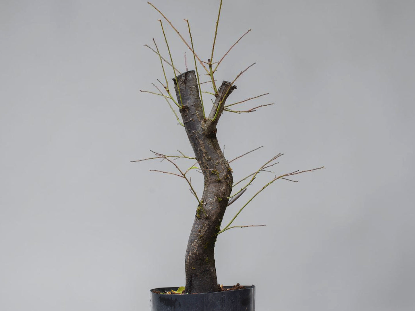 CIRUELO SILVESTRE (Prunus Cerasfera)