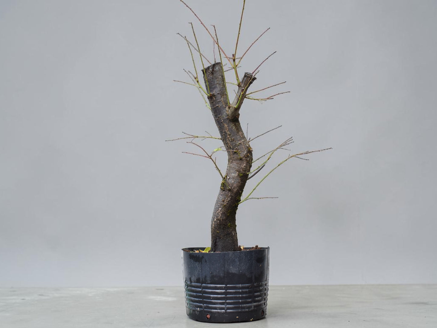 CIRUELO SILVESTRE (Prunus Cerasfera)