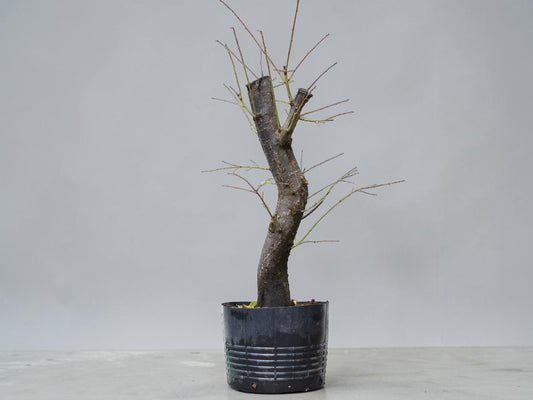 CIRUELO SALVAJE (Prunus Cerasfera)