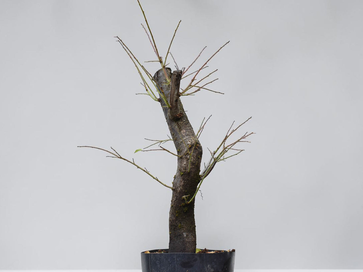 CIRUELO SILVESTRE (Prunus Cerasfera)