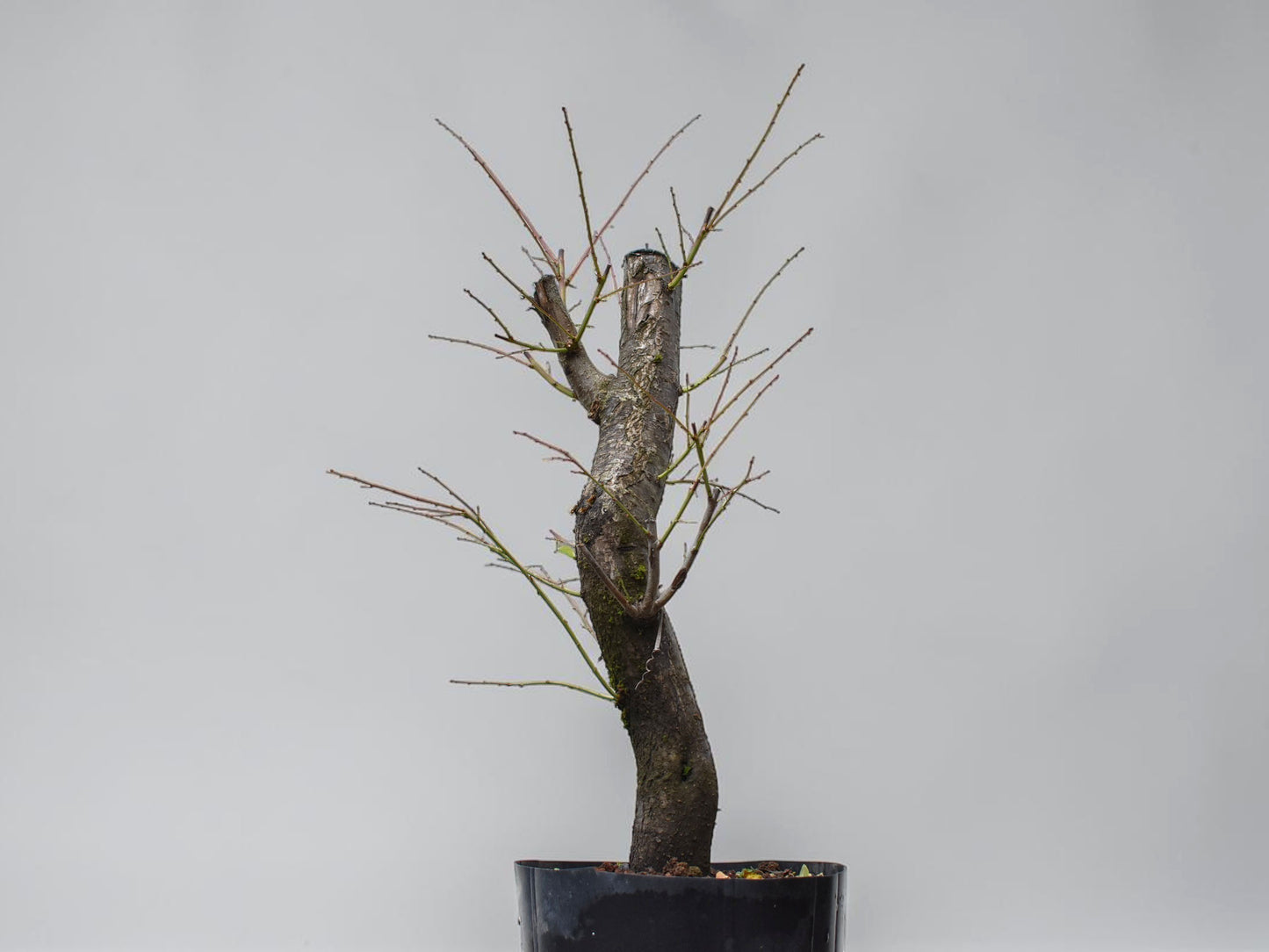 CIRUELO SILVESTRE (Prunus Cerasfera)