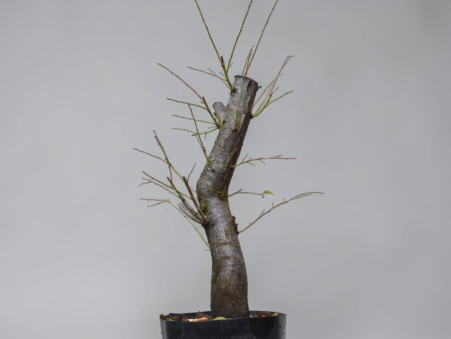CIRUELO SILVESTRE (Prunus Cerasfera)