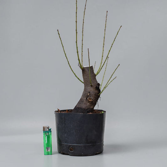 CIRUELO SILVESTRE (Prunus Cerasifera)