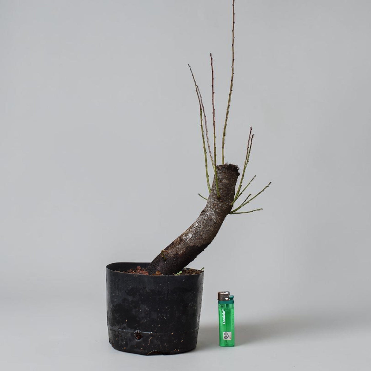 CIRUELO SILVESTRE (Prunus Cerasifera)