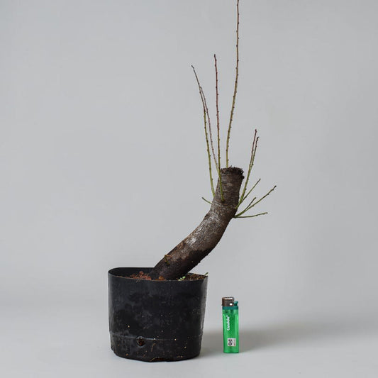 CIRUELO SILVESTRE (Prunus Cerasifera)