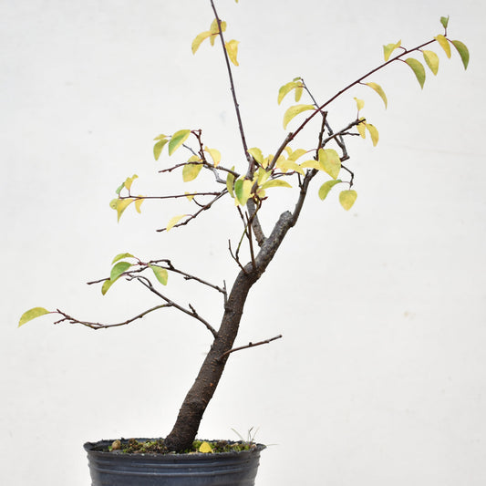 ENDRINO (Prunus Spinosa)