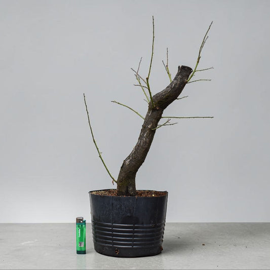 CIRUELO SILVESTRE (Prunus Cerasifera)