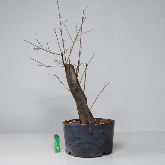 CIRUELO SILVESTRE (Prunus Cerasifera)