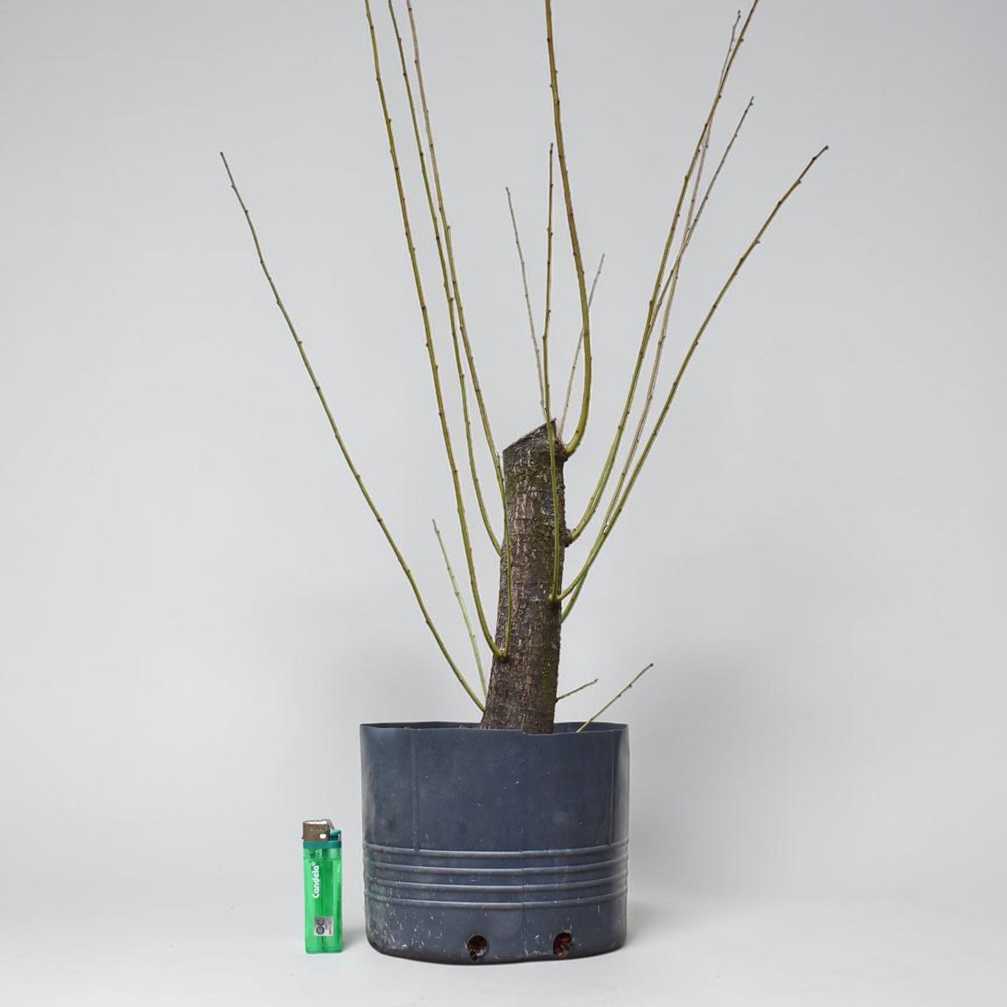 CIRUELO SILVESTRE (Prunus Cerasifera)