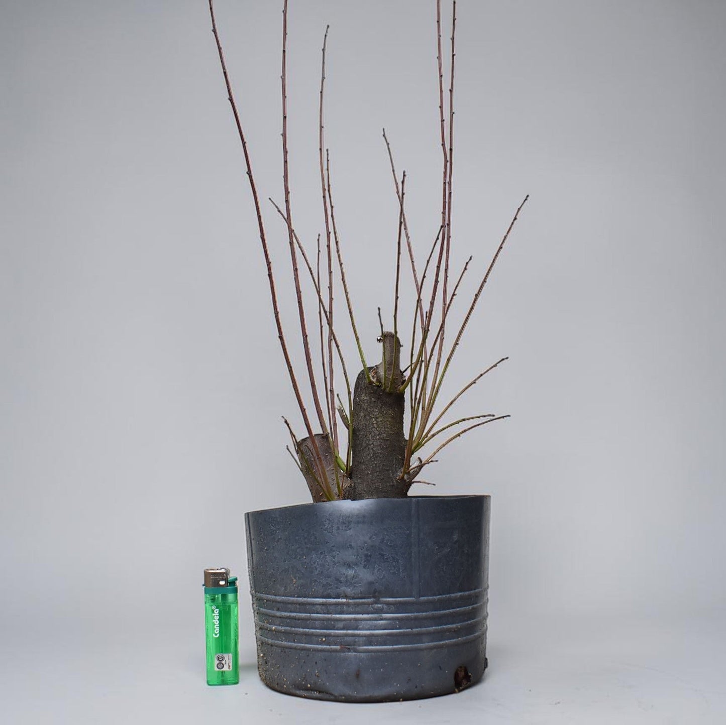 CIRUELO SILVESTRE (Prunus Cerasifera)